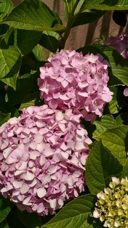 פולה Nora Guesthouse Rooms And Villas מראה חיצוני תמונה
